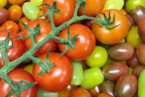 warberg tomat 3