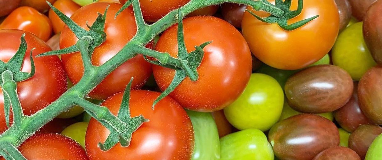 warberg tomat 3